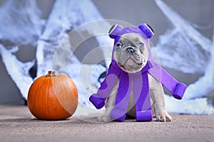 Cute French Bulldog puppy wearing funny Halloween octopus dog costume in front of traditional background with pumpkin
