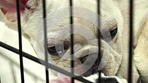 Cute french bulldog pups inside a cage on display for sale