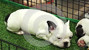 Cute french bulldog pups sleeping inside a cage on display for sale