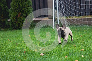 a cute french bulldog running in a field