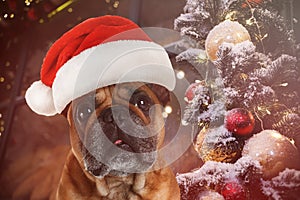 French bulldog with Santa hat near Christmas decorations. Lovely dog