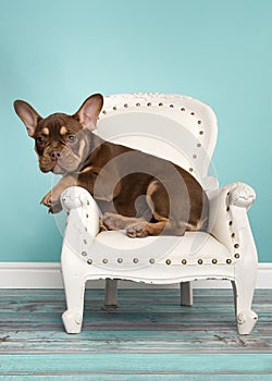 Cute french bulldog siting in a white classic chair in a blue living room