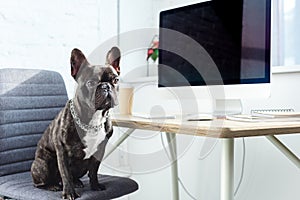 Cute french bulldog sitting on chair by computer