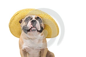 Cute french bulldog wear summer hat isolated on white background