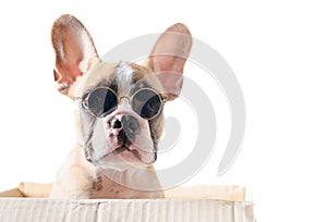 Cute french bulldog wear sunglass in paper box