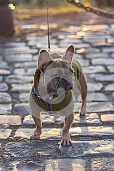 Cute French Bulldog wearing green Hoodie, pavement photo