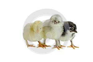 Cute French Splash Blue and Black Copper Maran Chick Isolated over a White Background