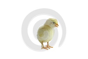 Cute French Splash Copper Maran Chick Isolated over a White Background