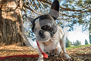 Cute frenchbull and boston terrier mix dog