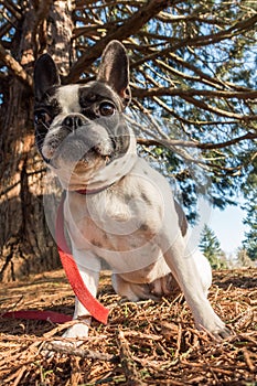 Cute frenchbull and boston terrier mix dog