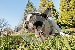 Cute frenchbull and boston terrier mix dog