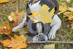 Cute frenchbull and boston terrier mix dog