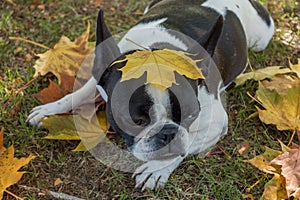 Cute frenchbull and boston terrier mix dog