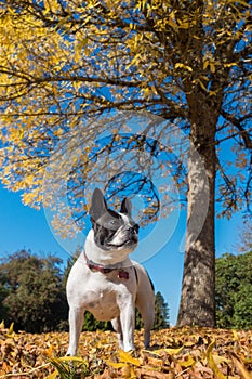 Cute frenchbull and boston terrier mix dog