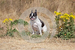 Cute frenchbull and boston terrier mix dog