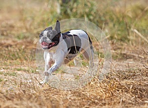 Cute frenchbull and boston terrier mix dog