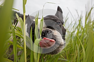 Cute frenchbull and boston terrier mix dog