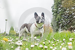 Cute frenchbull and boston terrier mix dog
