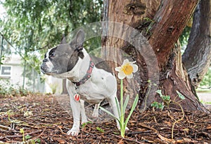 Cute frenchbull and boston terrier mix dog