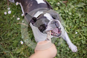 Cute frenchbull and boston terrier mix dog