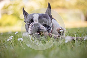 Cute frenchbull and boston terrier mix dog