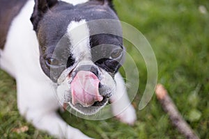 Cute frenchbull and boston terrier mix dog