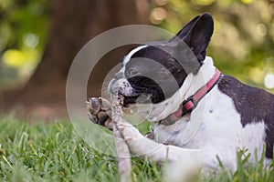 Cute frenchbull and boston terrier mix dog