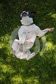 Cute frenchbull and boston terrier mix dog