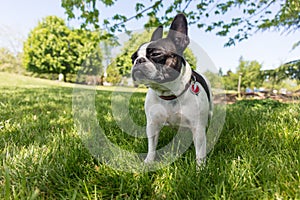 Cute frenchbull and boston terrier mix dog