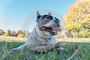 Cute frenchbull and boston terrier mix dog