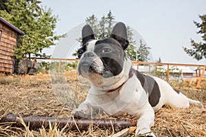 Cute frenchbull and boston terrier mix dog