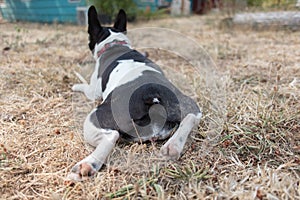 Cute frenchbull and boston terrier mix dog