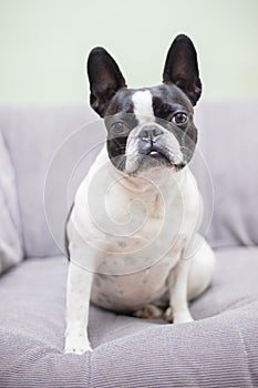 Cute frenchbull and boston terrier mix dog