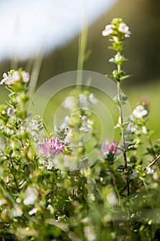 Cute fresh flowers in spring, colourful summer wildflowers meadow