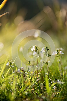 Cute fresh flowers in spring, colourful summer wildflowers meadow