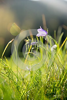 Cute fresh flowers in spring, colourful summer wildflowers meadow