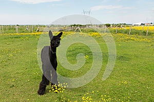 Cute freshly shorn black alpaca standing munching grass in fenced enclosure