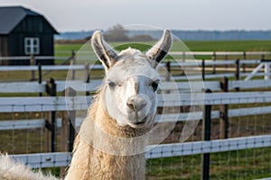 Cute friendly alpaca on an alpaca farm.