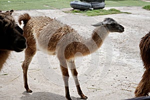 A cute and friendly brown young llama cria in Peru.