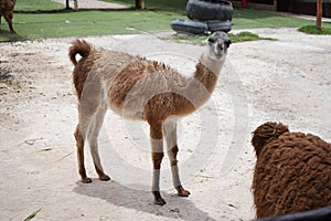 A cute and friendly brown young llama cria in Peru.