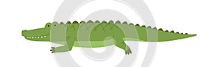 Cute friendly crocodile. Side view of happy smiling alligator isolated on white background. African wild baby gator