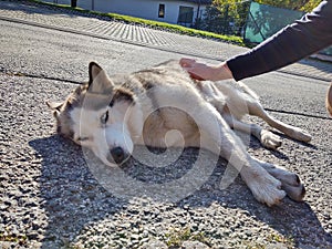 Roztomilý přátelský unavený sibiřský husky pes spí na ulici.