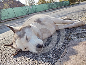 Cute friendly tired siberian husky dog sleeping on the street.