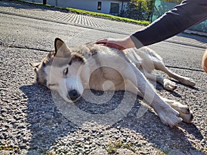 Cute friendly tired siberian husky dog sleeping on the street.