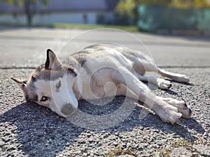 Cute friendly tired siberian husky dog sleeping on the street.