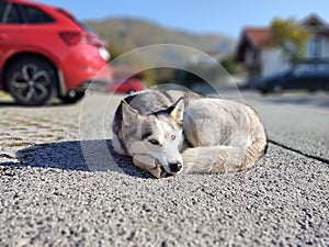 Cute friendly tired siberian husky dog sleeping on the street.