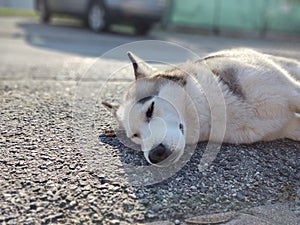 Roztomilý přátelský unavený sibiřský husky pes spí na ulici.