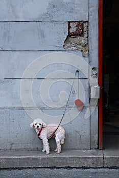 Cute but frightened toy poodle dog on a leash tied to a wall lost abandoned in the street, waiting for it\'s owner