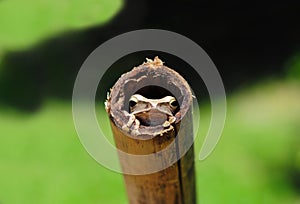 Cute Frog Closeup Hiding Bamboo