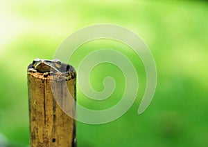 Cute Frog Closeup Hiding Bamboo